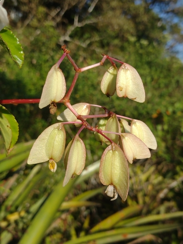Begonia saxicola, photograph 2