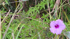 Ipomoea cairica
