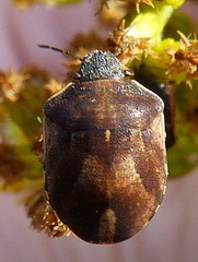 Homaemus aeneifrons