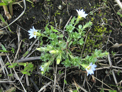Gentiana squarrosa