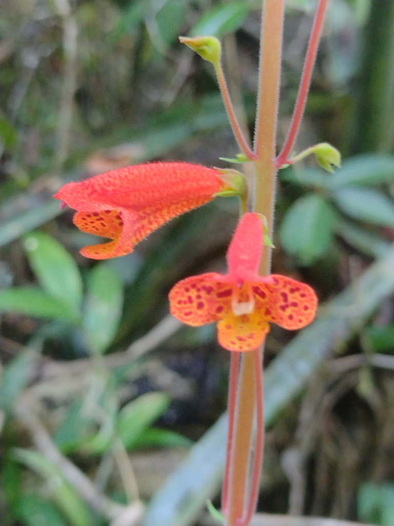 Sinningia nordestina, Quebrangulo, BR-AL, BR