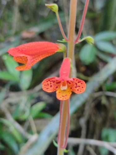 Sinningia nordestina