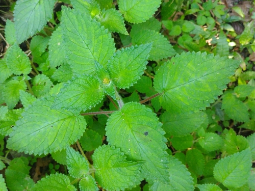 Sinningia nordestina