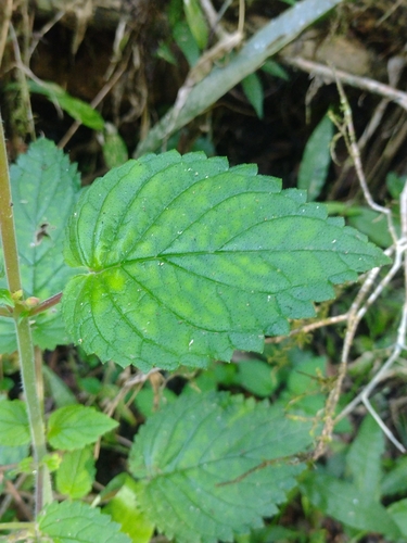 Sinningia nordestina