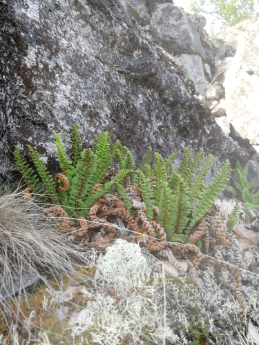 Dryopteris fragrans iNat (2)