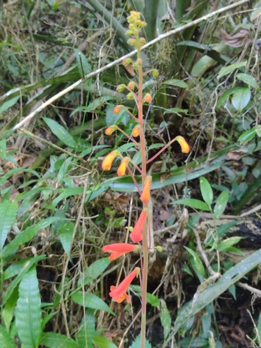 Sinningia nordestina