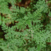 Ambrosia hispida - Photo (c) Jenny Evans, alguns direitos reservados (CC BY-NC)