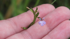 Lobelia anceps