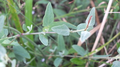 Atriplex prostrata