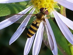 Meliscaeva cinctella image