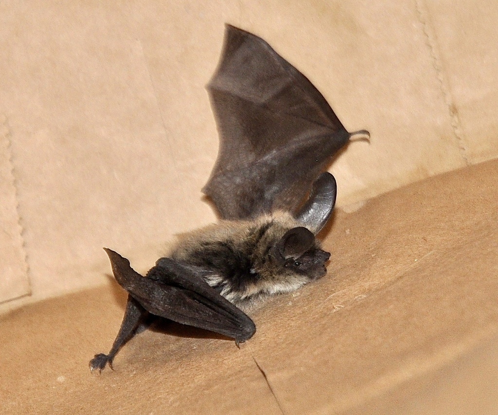 Long-Eared Myotis