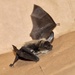 Long-eared Myotis - Photo (c) Keith Wandry, some rights reserved (CC BY-NC), uploaded by Keith Wandry