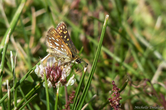 Butleria elwesi