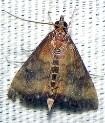 Pyrausta rubricalis