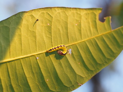 Chadisra bipars