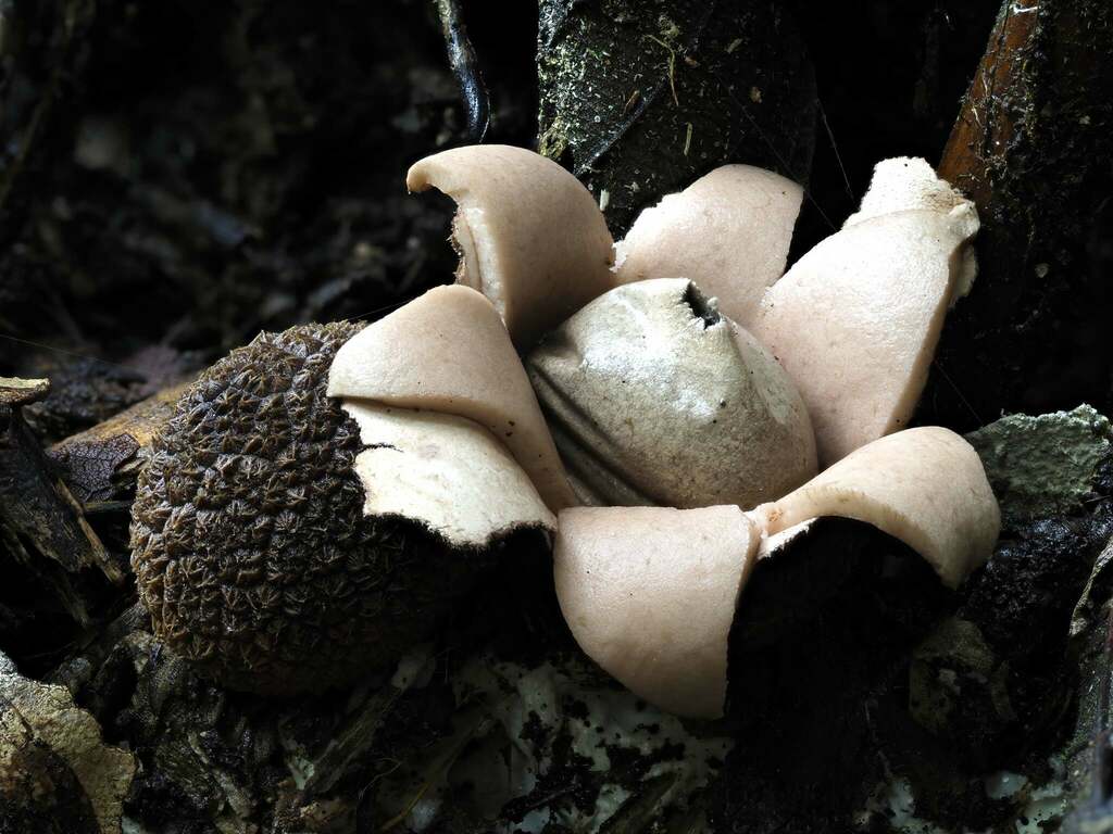 Geastrum litchi