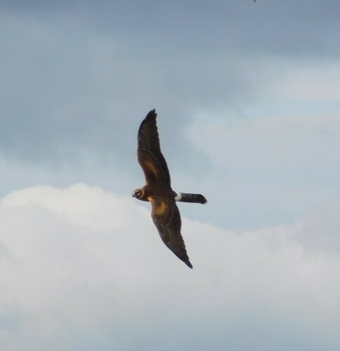 Aguilucho papialbo (Circus macrourus)