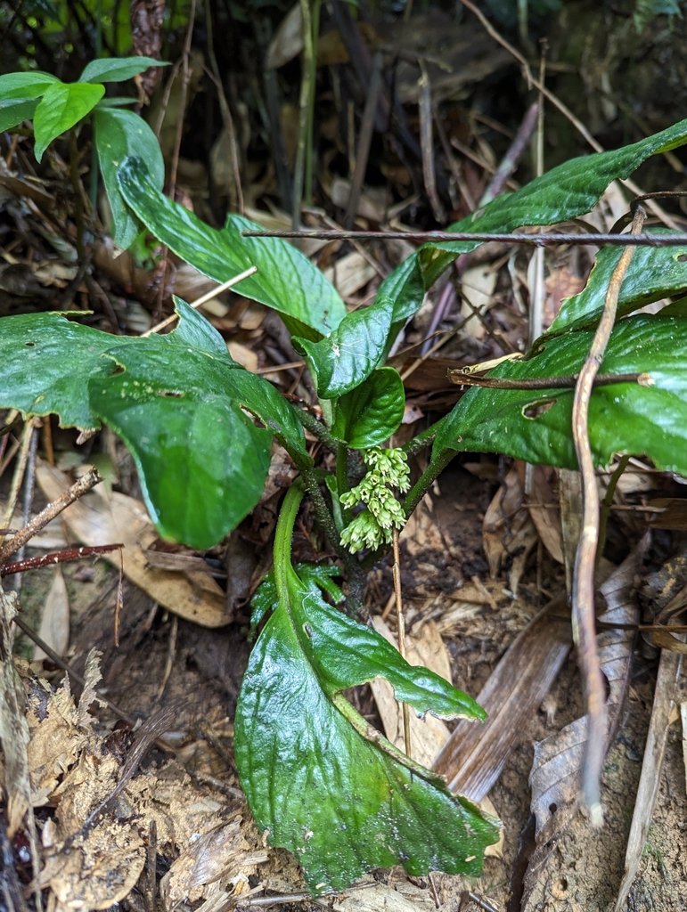 Pentaphragma sinense (Pentaphragma sinense)