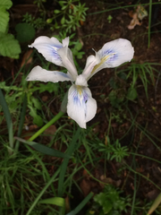 Iris douglasiana