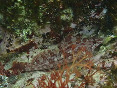 Spotty-Bellied Greenling photo 1
