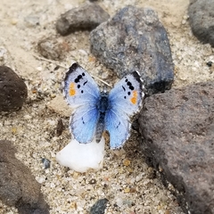 Philotes sonorensis sonorensis