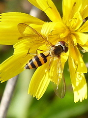 Meliscaeva cinctella image