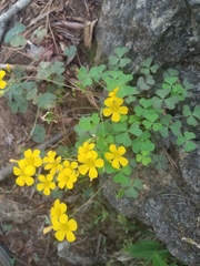 Oxalis colorea