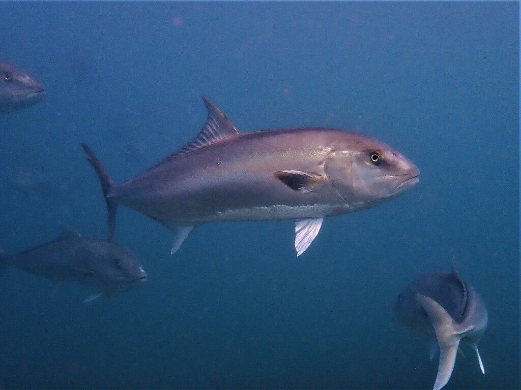 Samson-Fish
