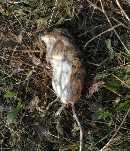Žutogrli miš (Apodemus flavicollis)