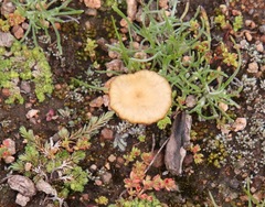 Contumyces rosellus image