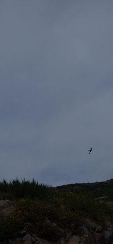 Plain Swift (Apus unicolor), photo 7