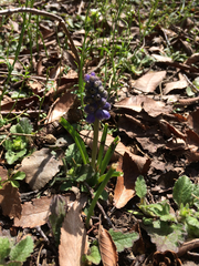 Muscari neglectum