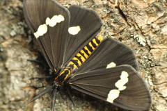 Nyctemera annulata × amicus