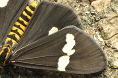 Nyctemera annulata × amicus