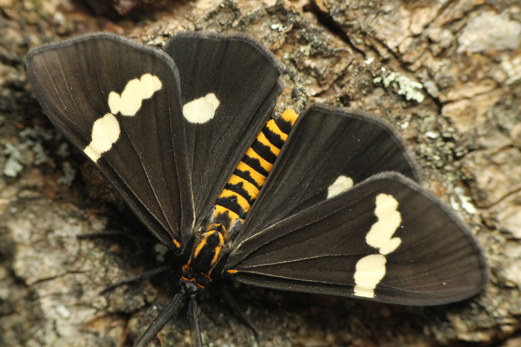 Magpie Moth Hybrid