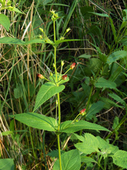 Scrophularia kakudensis