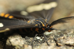 Nyctemera annulata × amicus