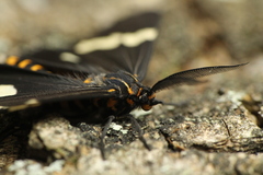 Nyctemera annulata × amicus