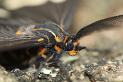 Nyctemera annulata × amicus