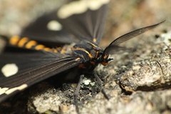 Nyctemera annulata × amicus