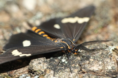 Nyctemera annulata × amicus