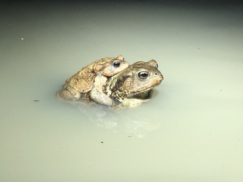 Caucasian Toad, Samtskhe-Javakheti, Georgia, photo 9 of 10