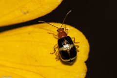 Gynandrobrotica caviceps
