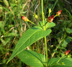 Scrophularia kakudensis