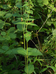 Scrophularia kakudensis