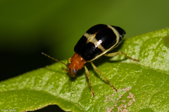 Gynandrobrotica caviceps