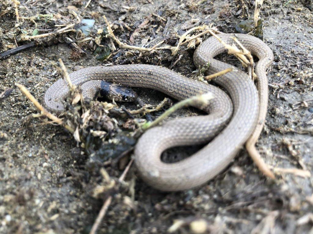 Collared Dwarf Snake in June 2023 by Edouard Veuillet · iNaturalist
