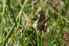 Butleria elwesi