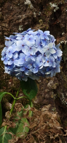 Hydrangeaceae image