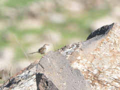 Prinia gracilis